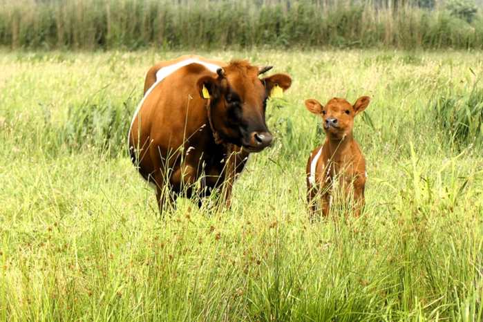 Conjunto Saia e Blusa Bordado Mar - Aruba