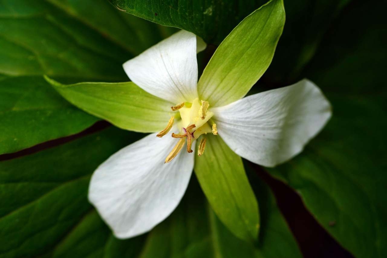 Biquíni Estampa Localizada Arabesco Floral - Catar