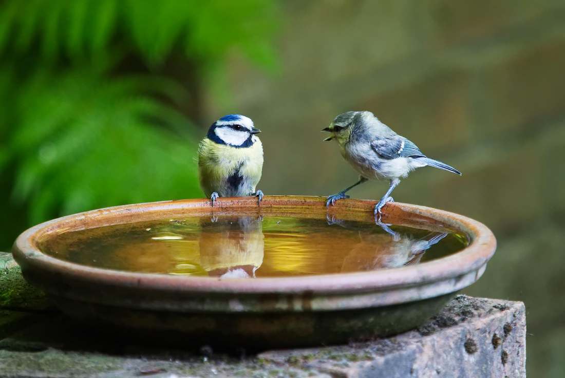 Sapato Feminino Cabedal Couro - Itália