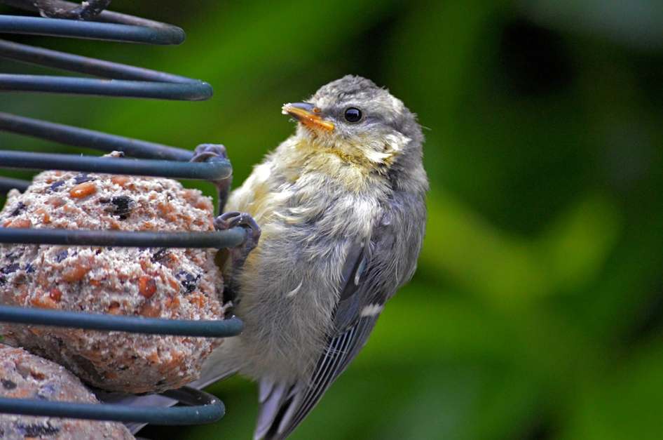 Saladeira / Fruteira / Bolw em Madeira Fundo Plano Japonês - Escandbolw