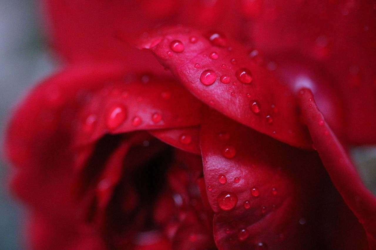Ampliar imagem